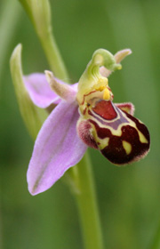 Picture of Bee Orchid