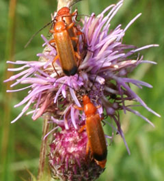 Picture of beetles on Common Knapweed