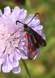 Picture of Burnet Moth on Scabious