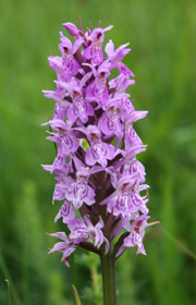 Common Spotted Orchid