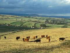 Picture of Coplow Dale across the fields
