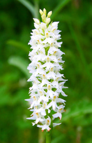 Common Spotted Orchid var. alba