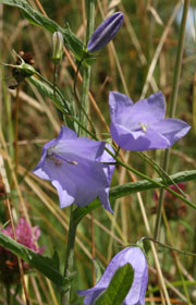 Picture of Harebell
