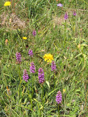Photo of fragrant orchids on High Rake