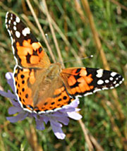 Picture of Painted Lady on Scabious