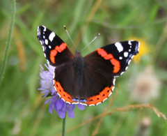 Picture of Red Admiral butterfly on Scabious