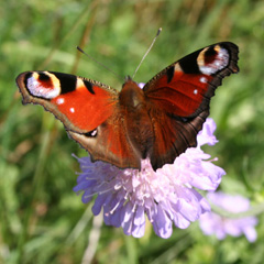 Picture of Peacock butterfly on Scabious